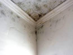 Biohazard Mold Removal in Olympia Heights, FL