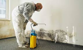 Why You Should Choose Our Mold Remediation Services in Olympia Heights, FL